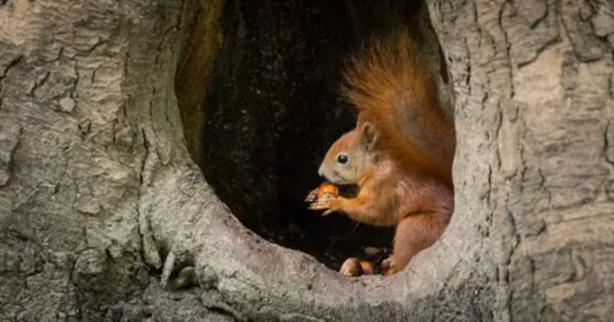 can you potty train a squirrel