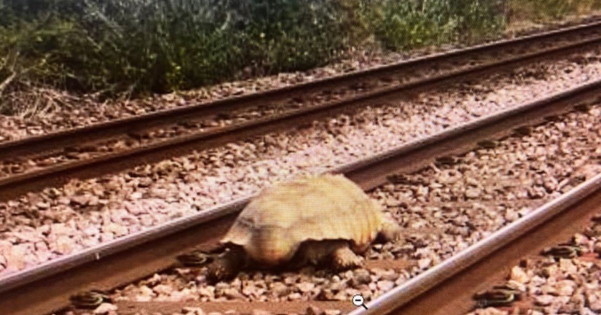 Can You Potty Train A Tortoise?