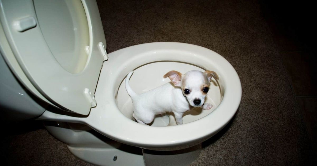 Are Chihuahuas Hard To Potty Train