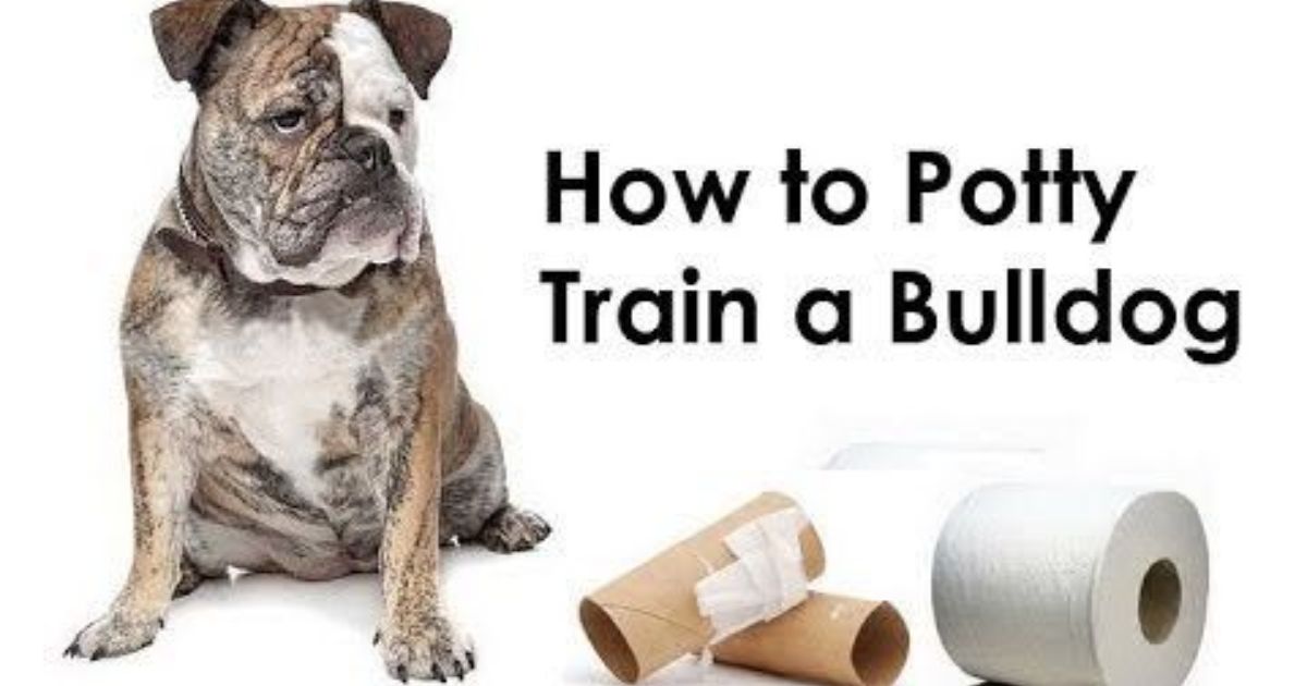 Are French Bulldogs Hard To Potty Train