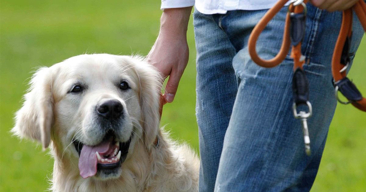 Are Golden Retrievers Easy To Potty Train?