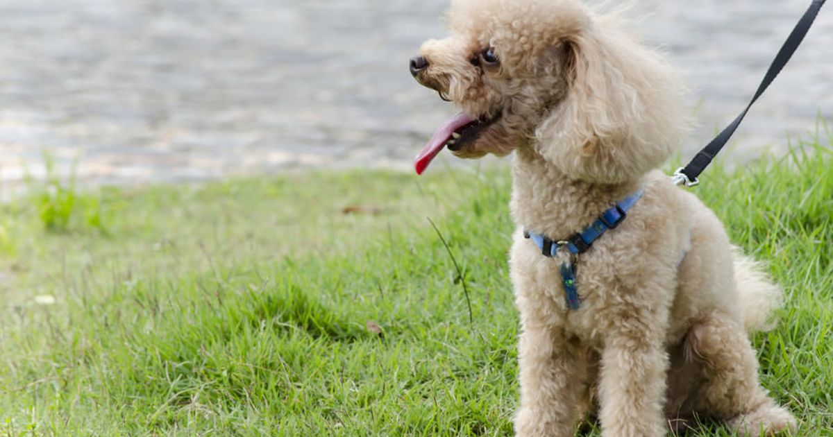 Are Poodles Hard To Potty Train?