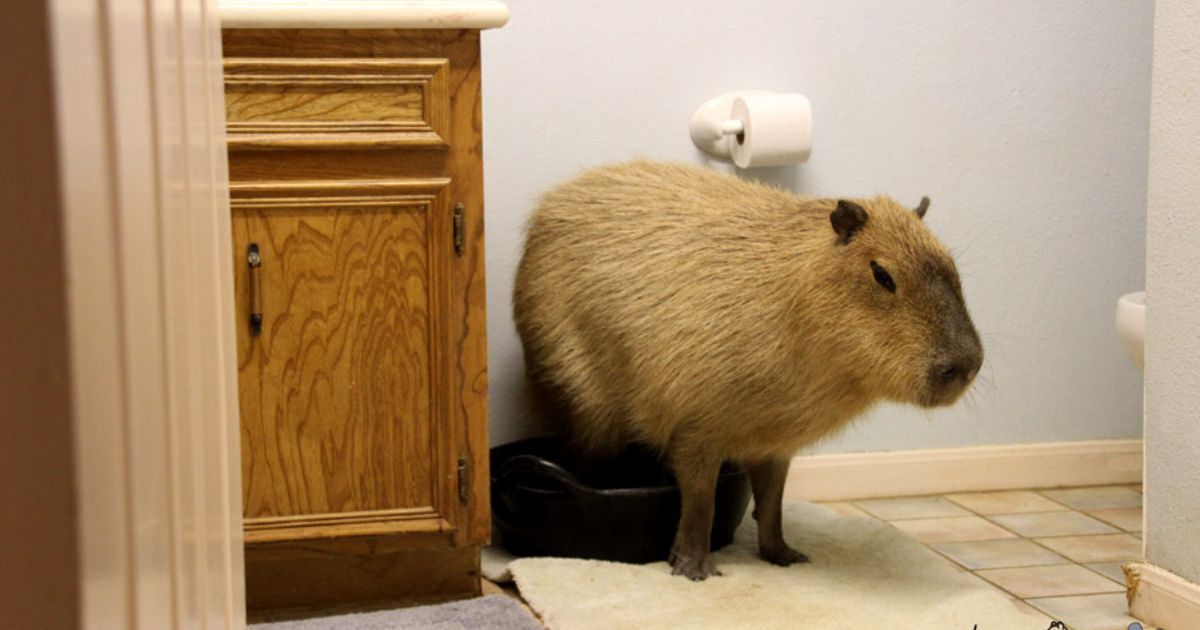Can Capybaras Be Potty Trained?