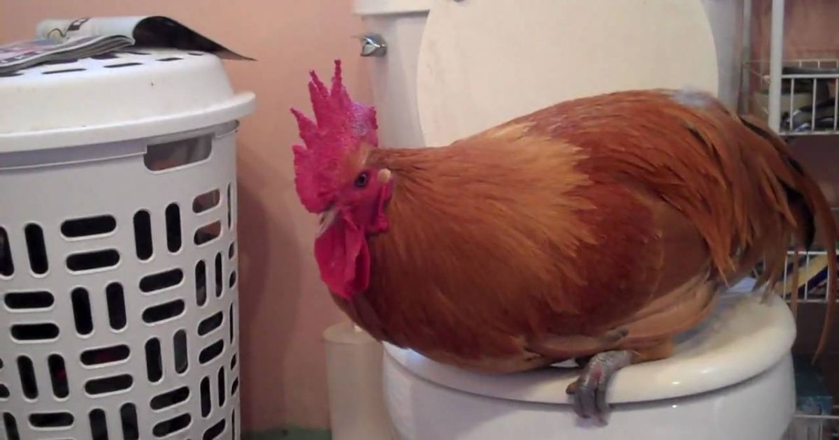 Can Chickens Be Potty Trained?