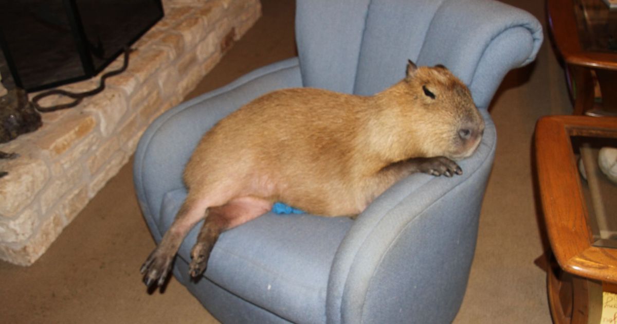 Can You Potty Train A Capybara?