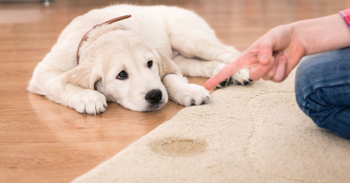 How Long Can Puppies Hold Their Poop?