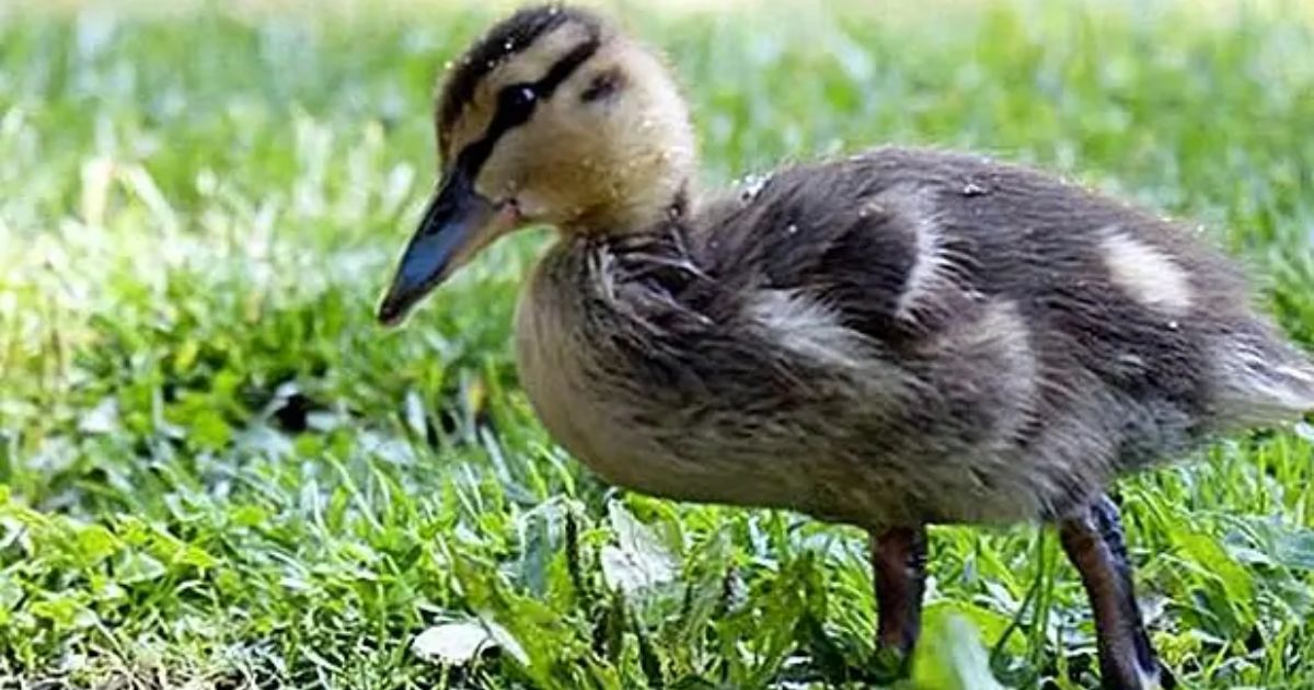 How To Potty Train A Duck