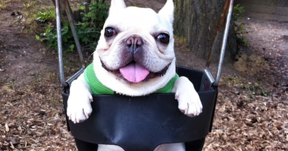 How to potty train a french bulldog