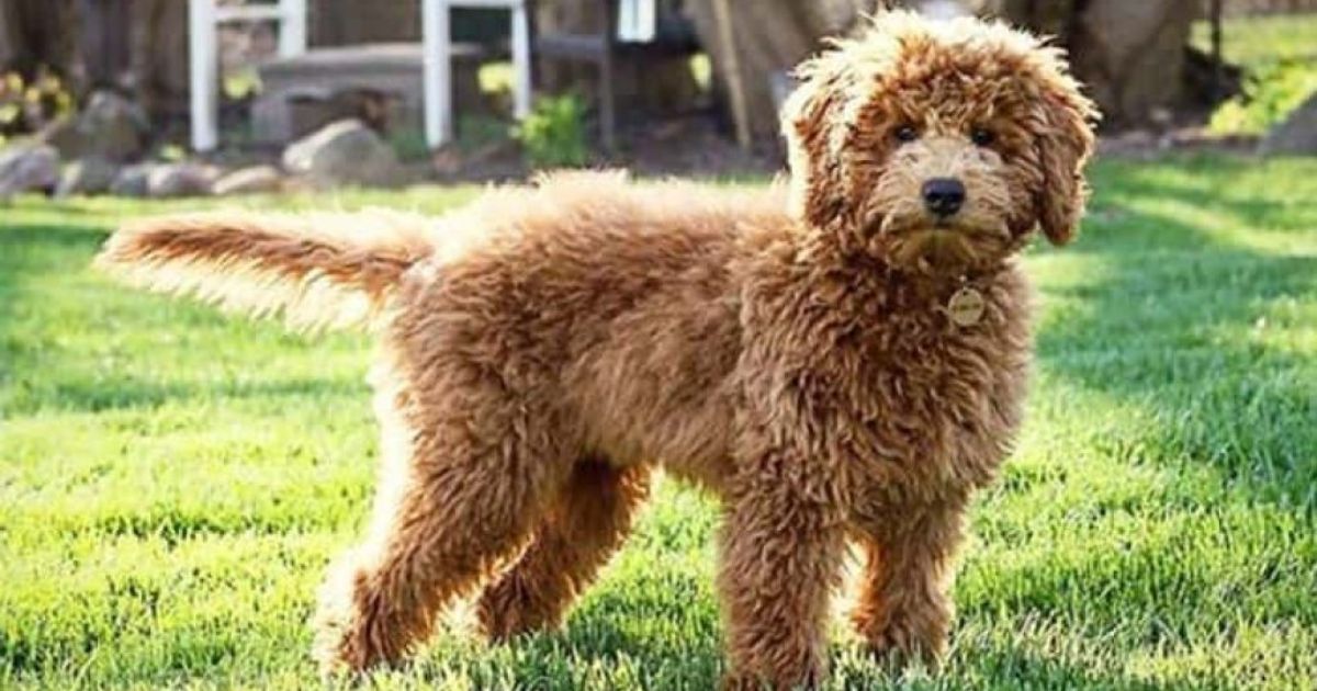 how-to-potty-train-a-goldendoodle