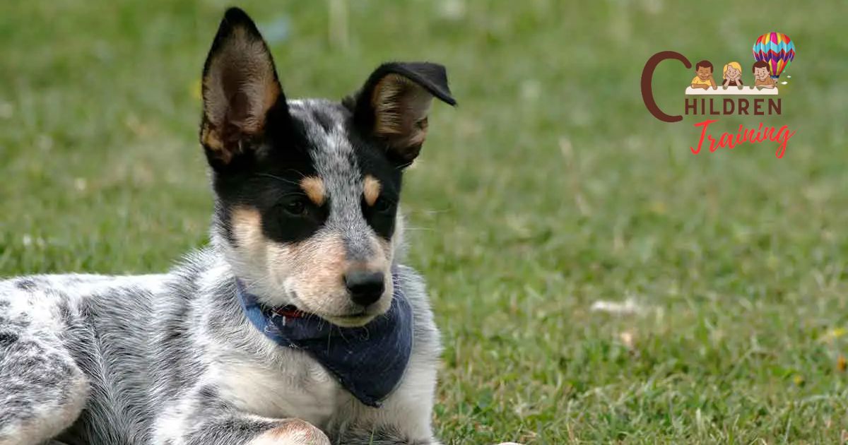 How To House Train A Blue Heeler Puppy?