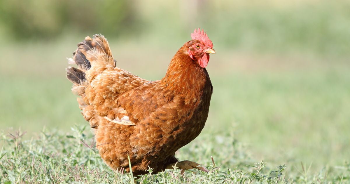 Can You Potty Train A Chicken?
