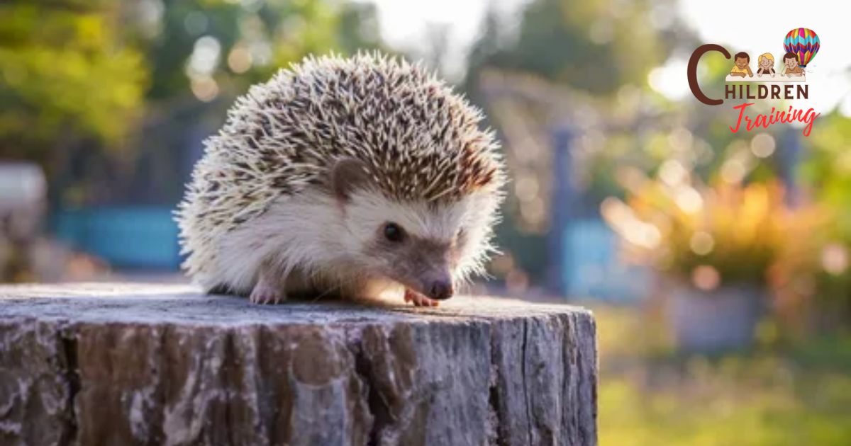 How To Potty Train A Hedgehog?