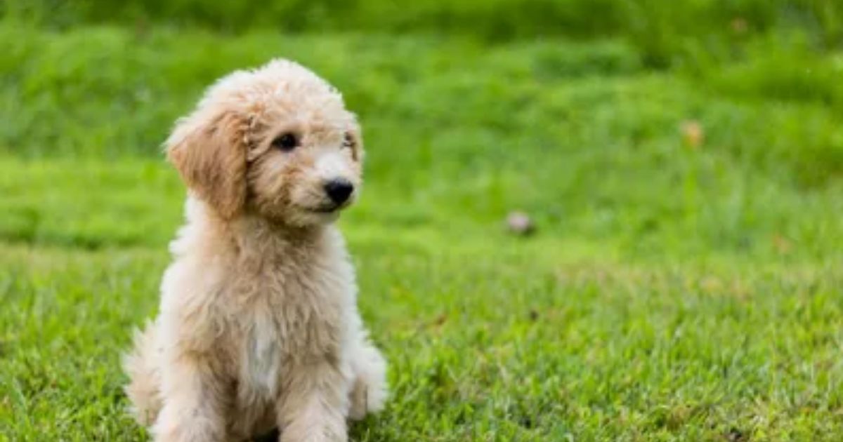 Are Goldendoodles Easy To Potty Train?