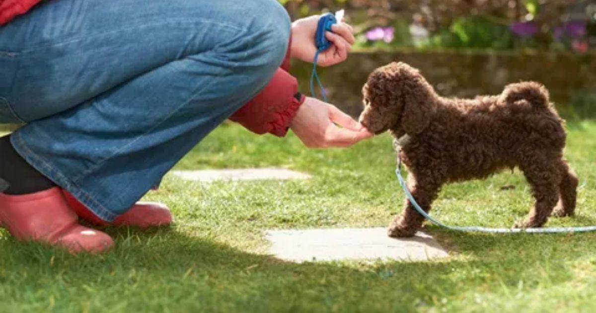 Are Toy Poodles Hard To Potty Train?