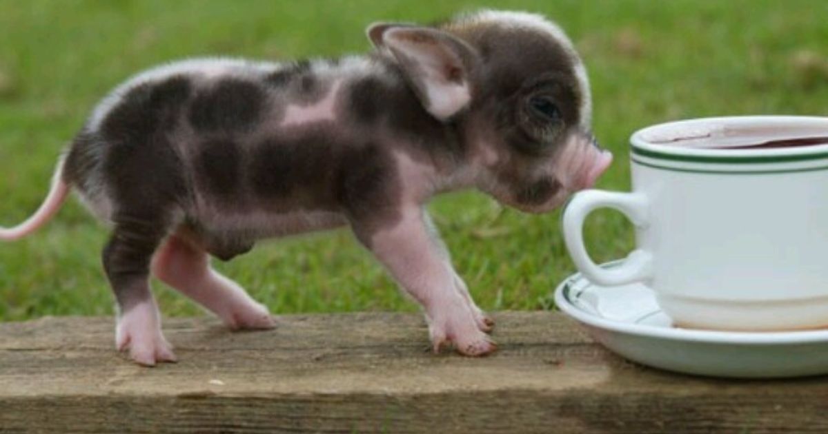 Can Teacup Pigs Be Potty Trained?