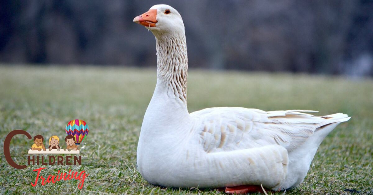 Can You Potty Train A Goose?