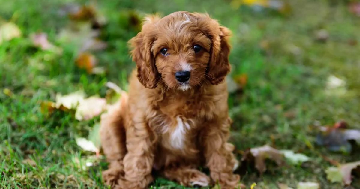 How Long Does It Take To Potty Train A Cavapoo?