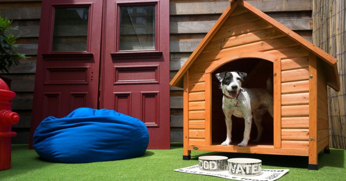 How To Get A Dog To Use A Dog House?