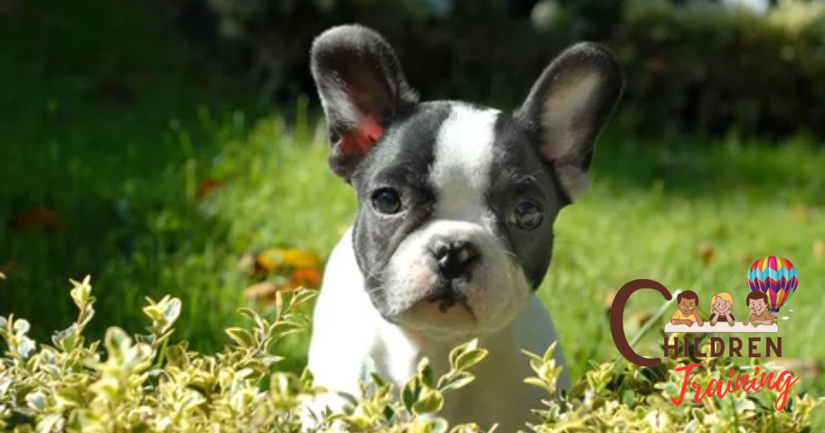How To Potty Train A Boston Terrier?