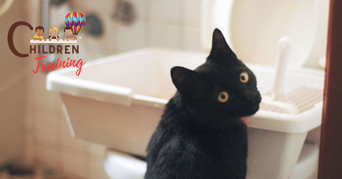 \How To Potty Train A Cat Without A Litter Box?