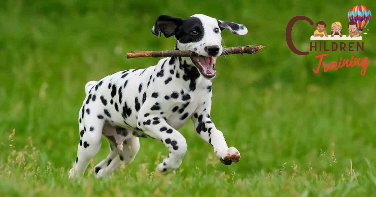 How To Potty Train A Dalmatian Puppy?