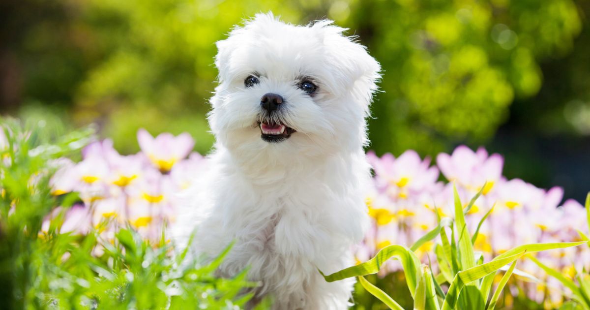 How To Potty Train A Maltese Puppy?