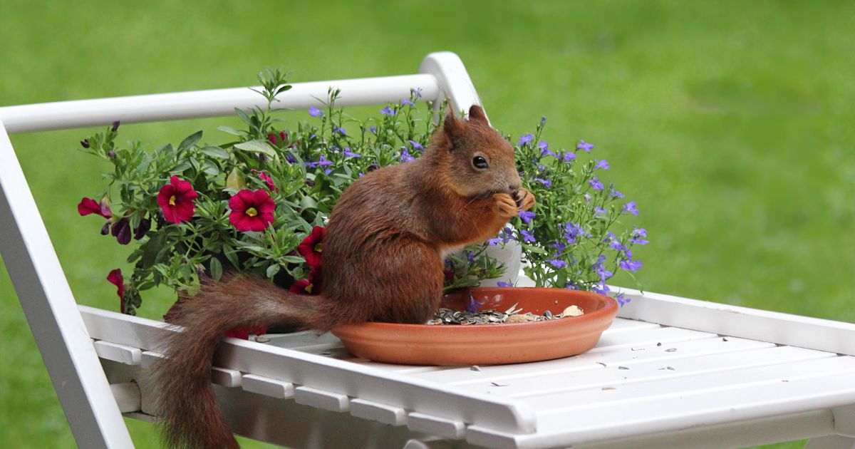How To Potty Train A Squirrel?