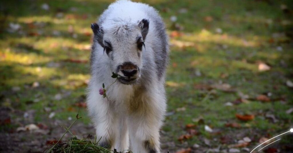 Mini Me of the Mountains: Unveiling the Adorable Charm of Baby Yaks