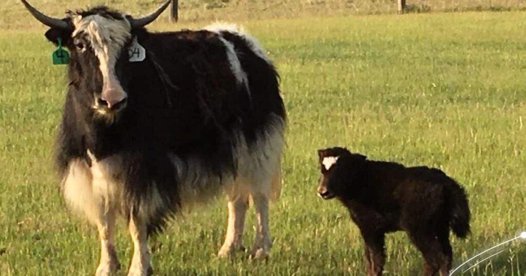 Mommy Yak's Mini-Me: The Strong Bond Between Mother Yaks and their Calves