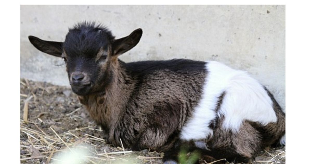 What Does A Baby Yak Look Like